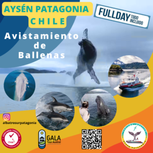 Avistamiento  de  Ballenas litoral  Aysen  y Puerto  Gala Magico.