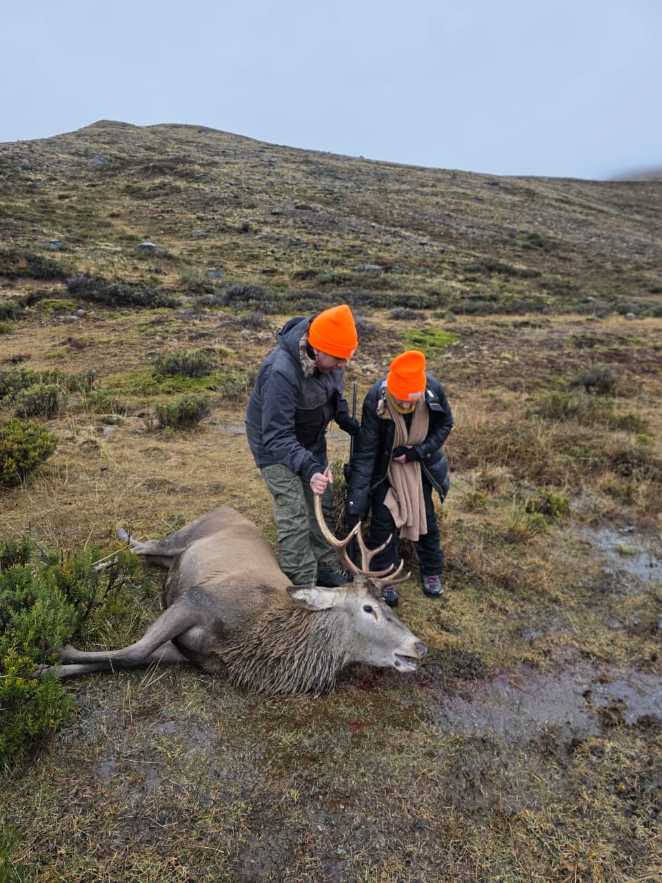 Caza Cerdo Jabalí ,Ciervo Colorado, Faisanes 4 Días 3 Noches - Imagen 19