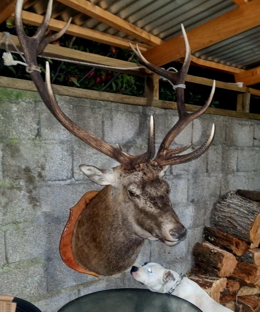 Caza Cerdo Jabalí ,Ciervo Colorado, Faisanes 4 Días 3 Noches - Imagen 21