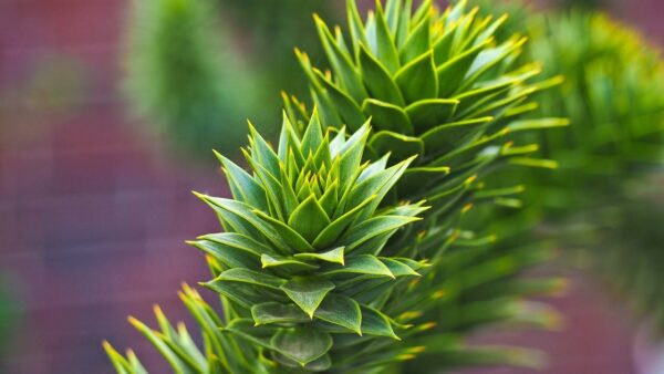 Departamento Araucaria .Chofita