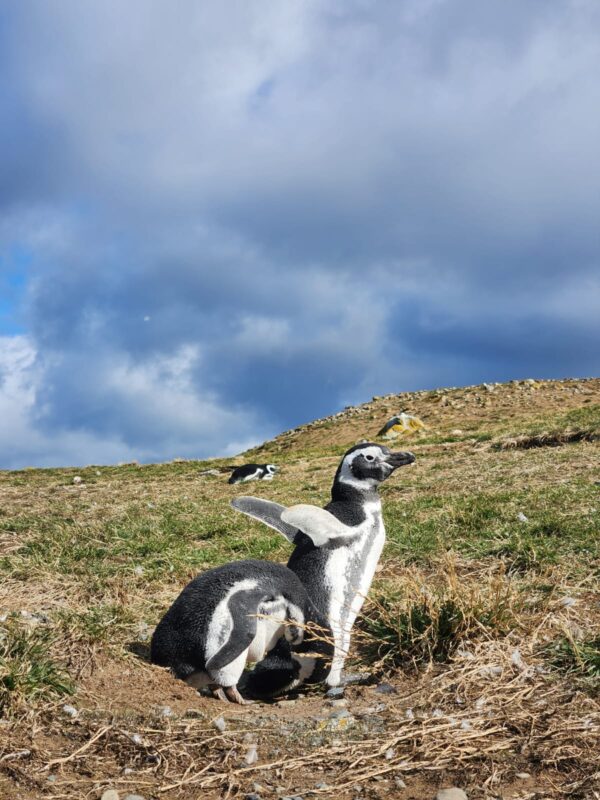 Tour Isla Magdalena (Pingüineras) - Imagen 2