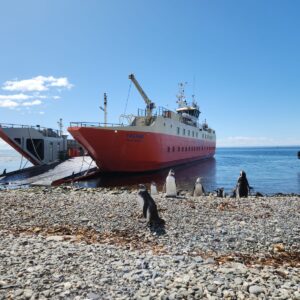Tour Isla Magdalena (Pingüineras)